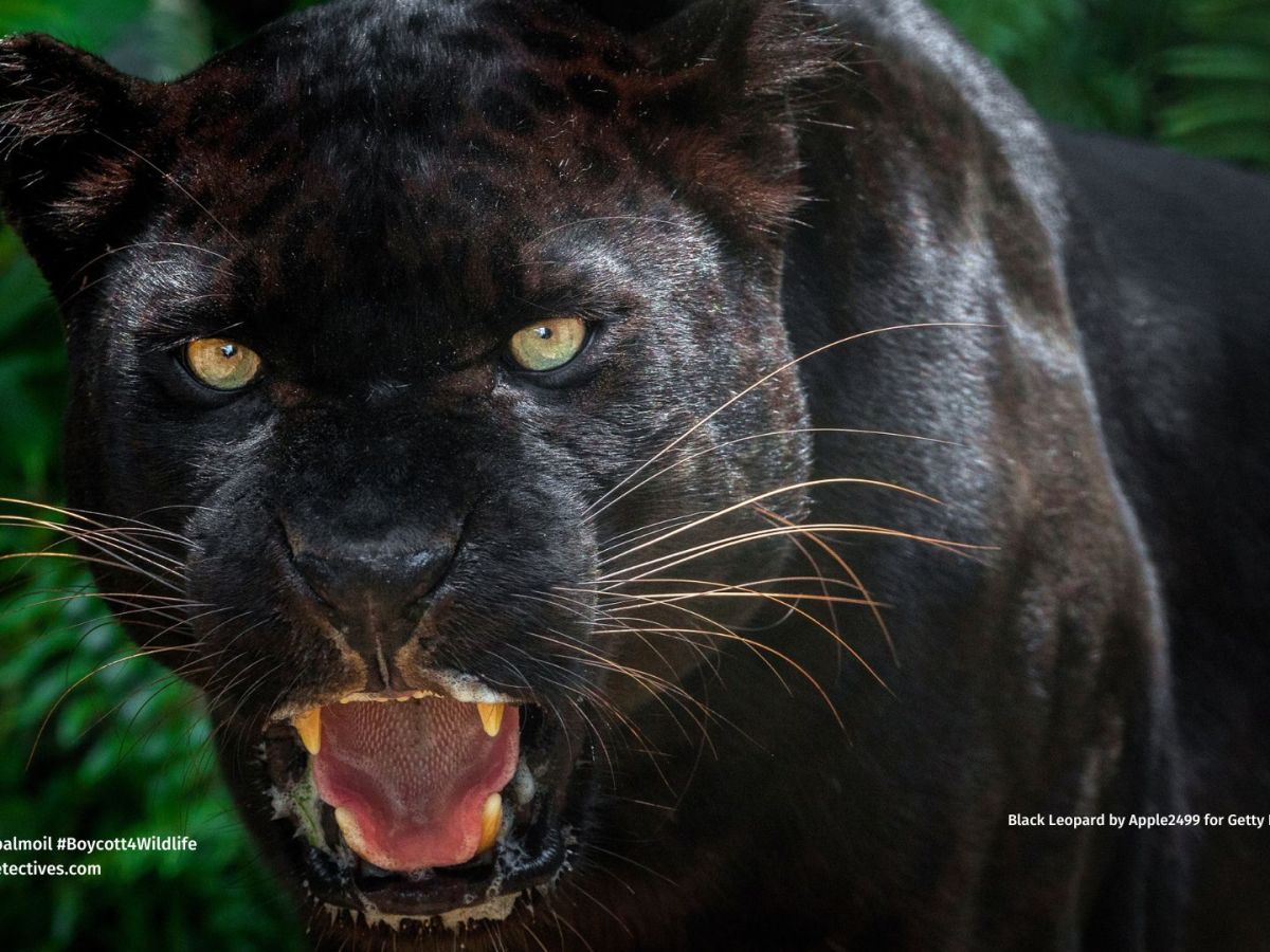 What, Why and Where of Black&nbsp;Leopards