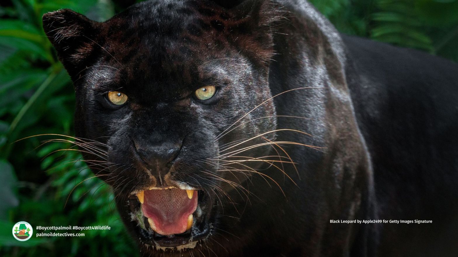 What, Why and Where of Black Leopards