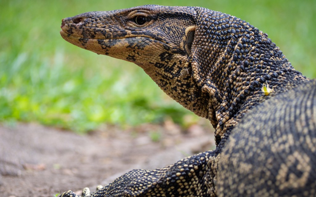 Black-Throated monitor lizard