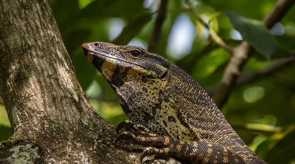 Black-Throated monitor lizard