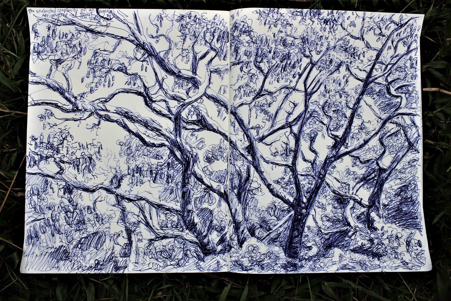 Field notes: The Bugoma Uganda forest. Dr Cleve Hicks