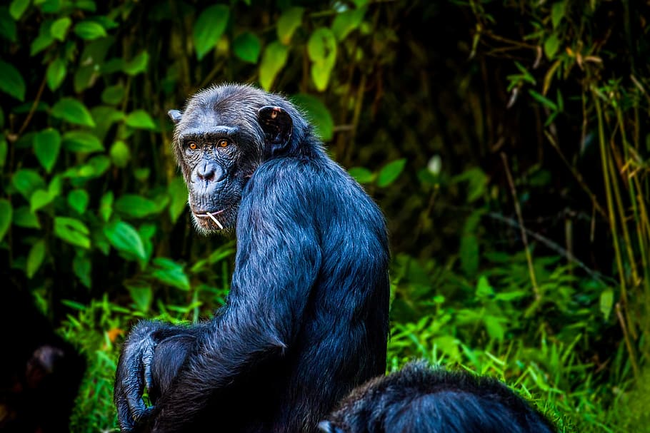 Chimpanzee - Pan Troglodytes - Africa