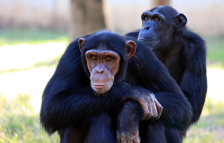 Chimpanzees are intelligent sentient beings