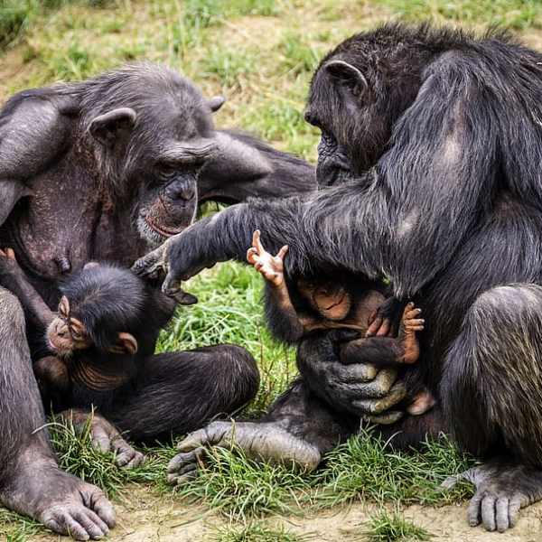 Chimpanzees once helped African rainforests recover from a major&nbsp;collapse