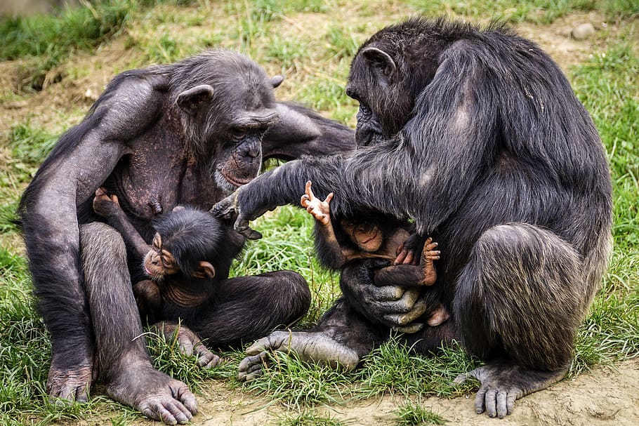 Chimpanzees are intelligent sentient beings