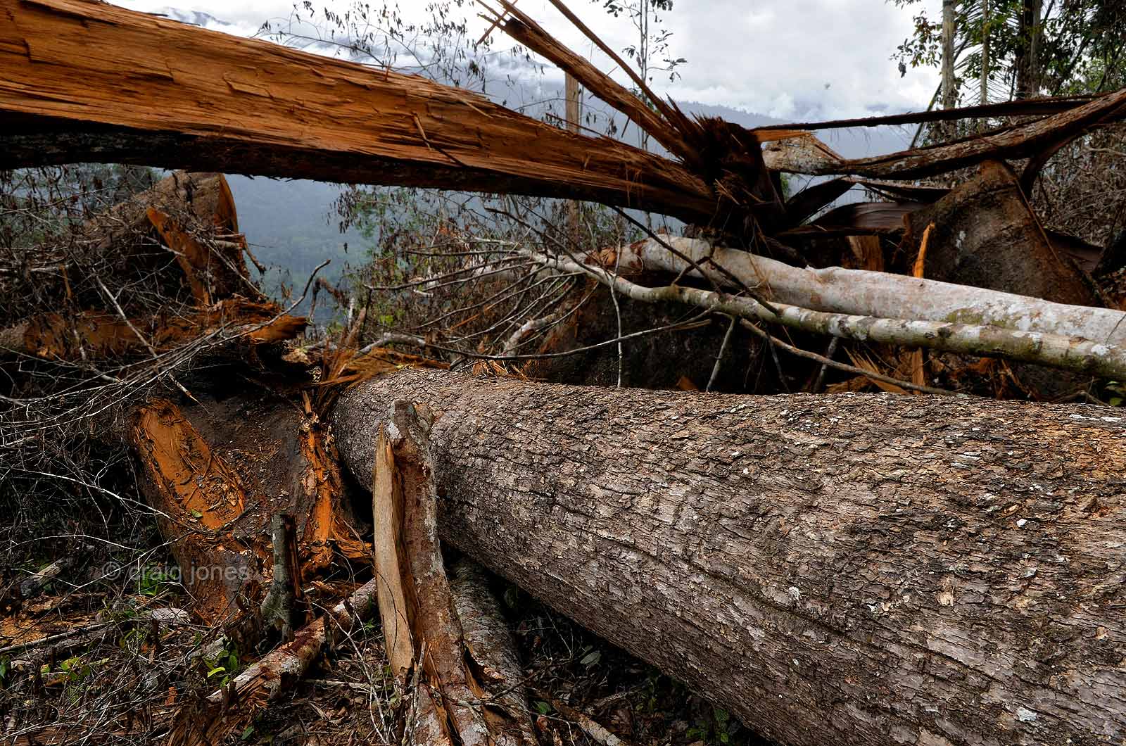 Craig Jones Wildlife Photography - Complete destruction of protected forests in Sumatra for palm oil