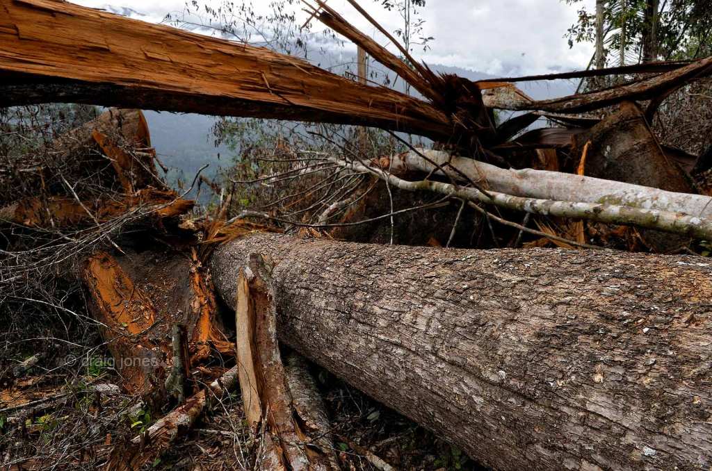 Craig Jones Wildlife Photography - Complete destruction of protected forests in Sumatra for palm oil