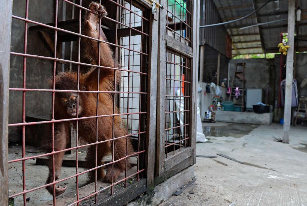 Wildlife Photographer Craig Jones: In His Own Words.