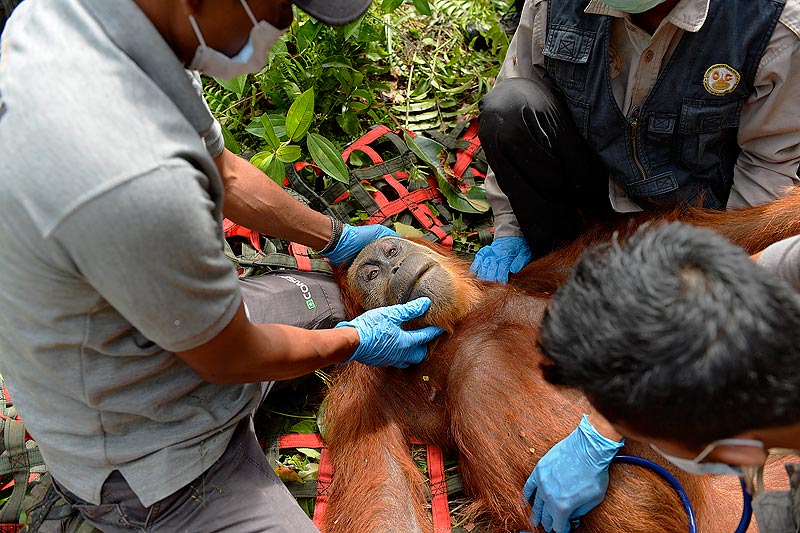 Craig Jones Wildlife Photography - A Sumatran Orangutan on the verge of death is saved from an RSPO "sustainable" palm oil plantation