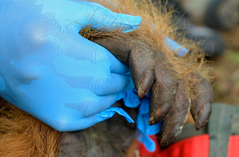 Craig Jones Wildlife Photography - An orangutan is rescued from an RSPO "sustainable" palm oil plantation