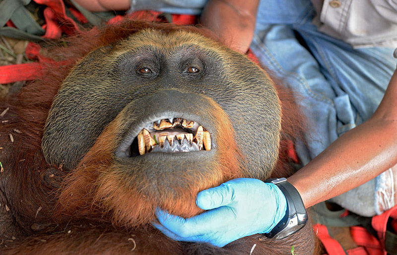 Craig Jones Wildlife Photography - A Sumatran Orangutan on the verge of death is saved from an RSPO "sustainable" palm oil plantation