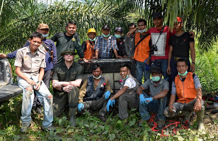 The courageous team from HOCRU who rescue orangutans daily from RSPO palm oil plantations and illegally destroyed forests in Sumatra. Craig Jones Wildlife Photography
