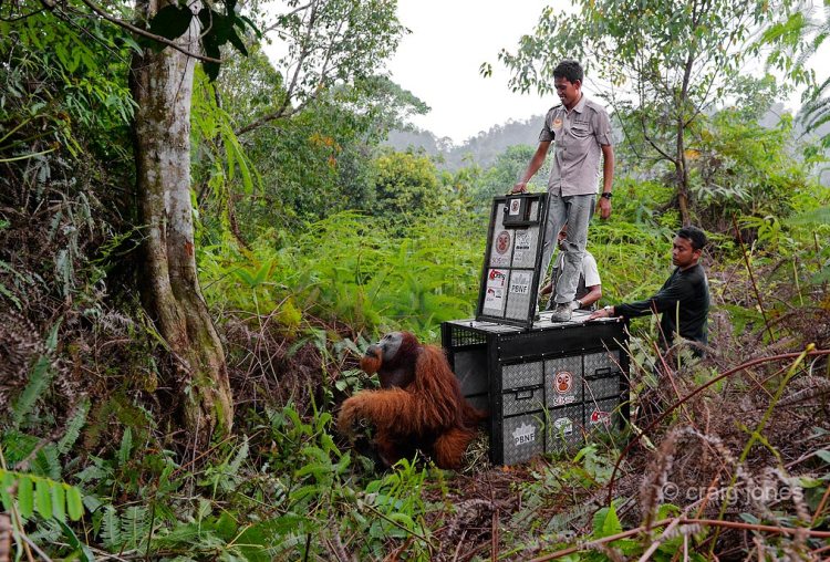The courageous team from HOCRU who rescue orangutans daily from RSPO palm oil plantations and illegally destroyed forests in Sumatra. Craig Jones Wildlife Photography