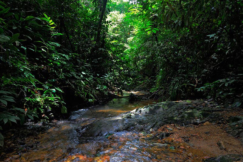 Craig Jones Wildlife Photography - Virgin and untouched rainforest in Sumatra
