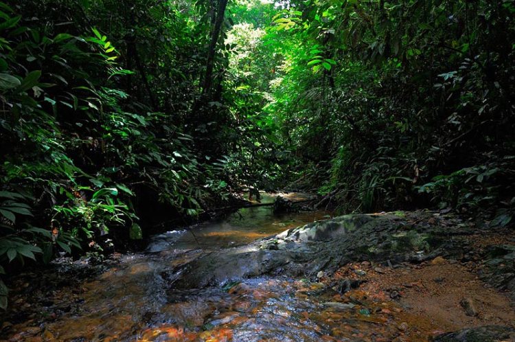 Craig Jones Wildlife Photography - Virgin and untouched rainforest in Sumatra