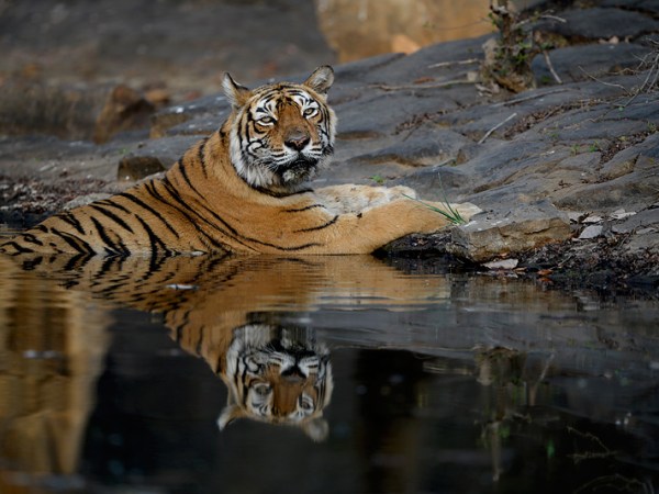 How We Save Sumatra’s Last Living&nbsp;Tigers