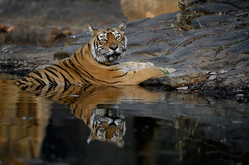 Craig Jones Wildlife Photography - A Bengal tiger relaxes at a river side