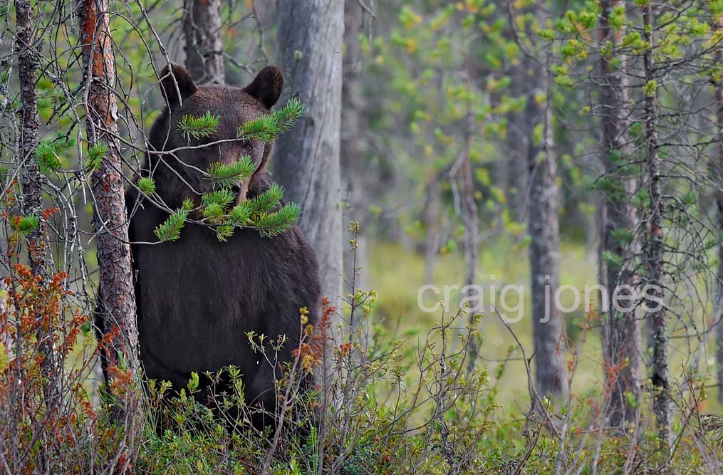 Craig Jones Wildlife Photography - A Brown Bear hides behind a tree