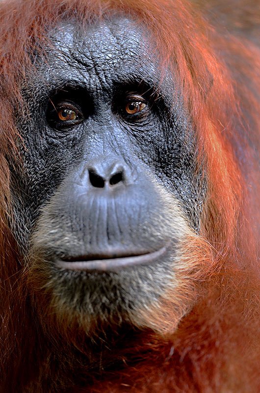 Craig Jones Wildlife Photography - Sumatran Orangutan