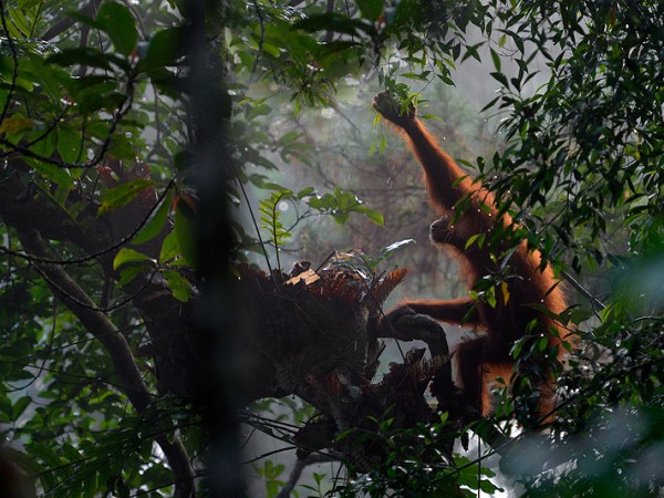 The Orangutan with the golden hair by Setia&nbsp;Budhi