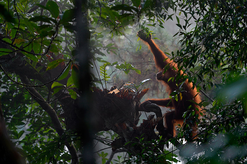 Craig Jones Wildlife Photography. A female orangutan at dawn in Sumatra