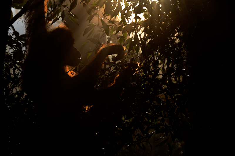 Craig Jones Wildlife Photography. A female orangutan at dawn in Sumatra