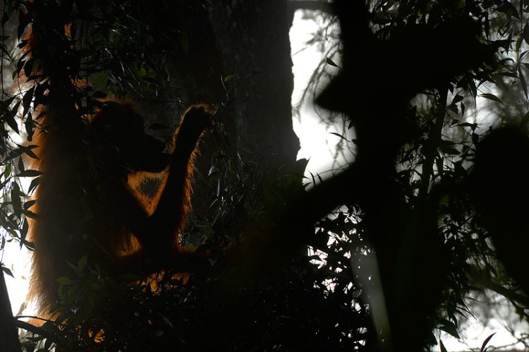 Craig Jones Wildlife Photography. A female orangutan at dawn in Sumatra