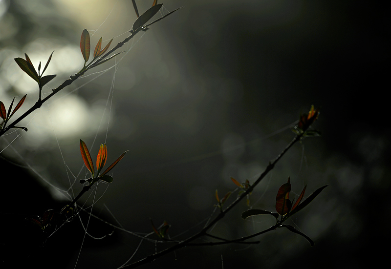 Craig Jones Wildlife Photography. A female orangutan at dawn in Sumatra