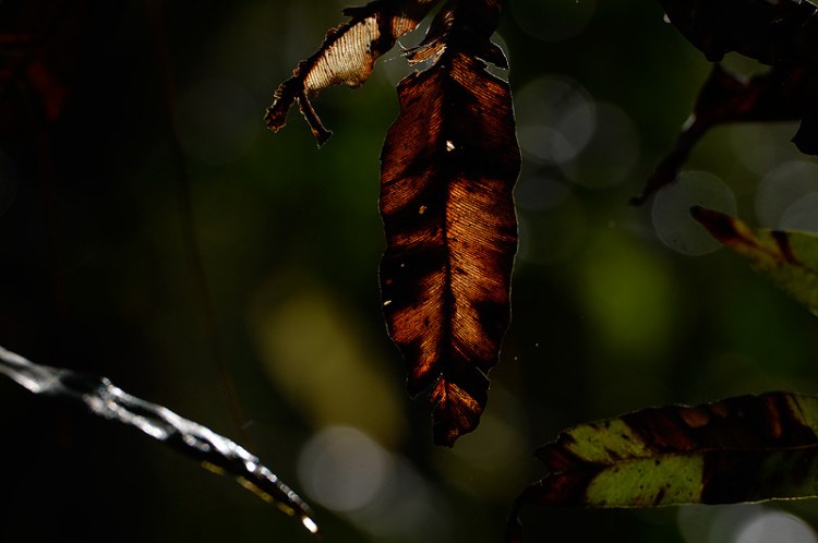 Craig Jones Wildlife Photography. A female orangutan at dawn in Sumatra