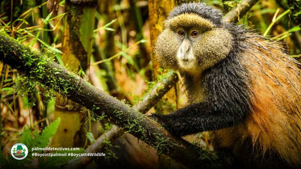 Golden Monkey Cercopithecus mitis kandti