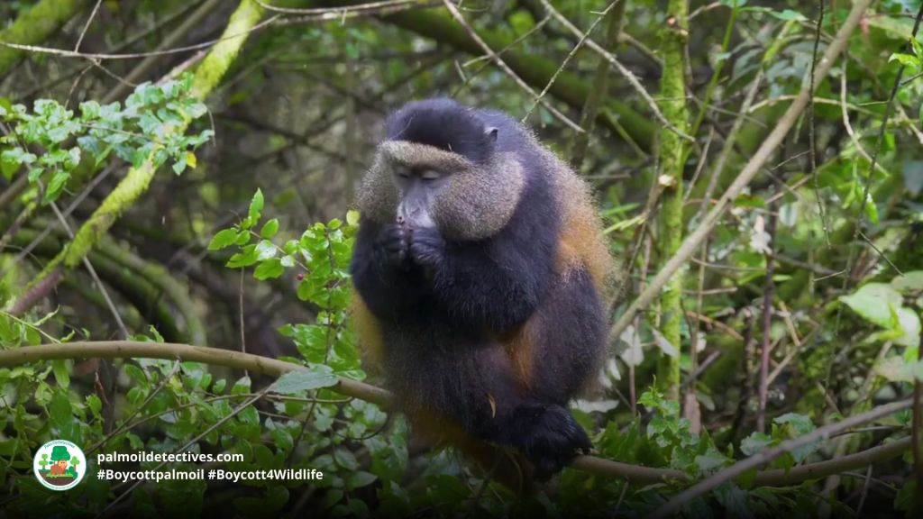 Golden Monkey Cercopithecus mitis kandti