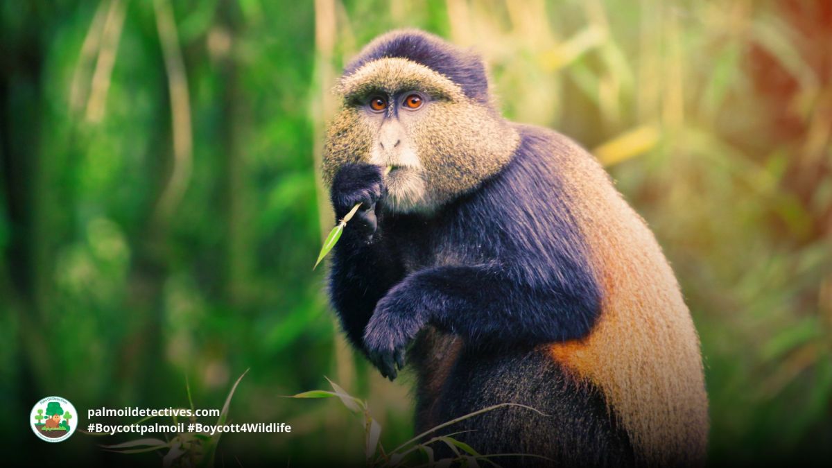 Golden Monkey Cercopithecus mitis&nbsp;kandti