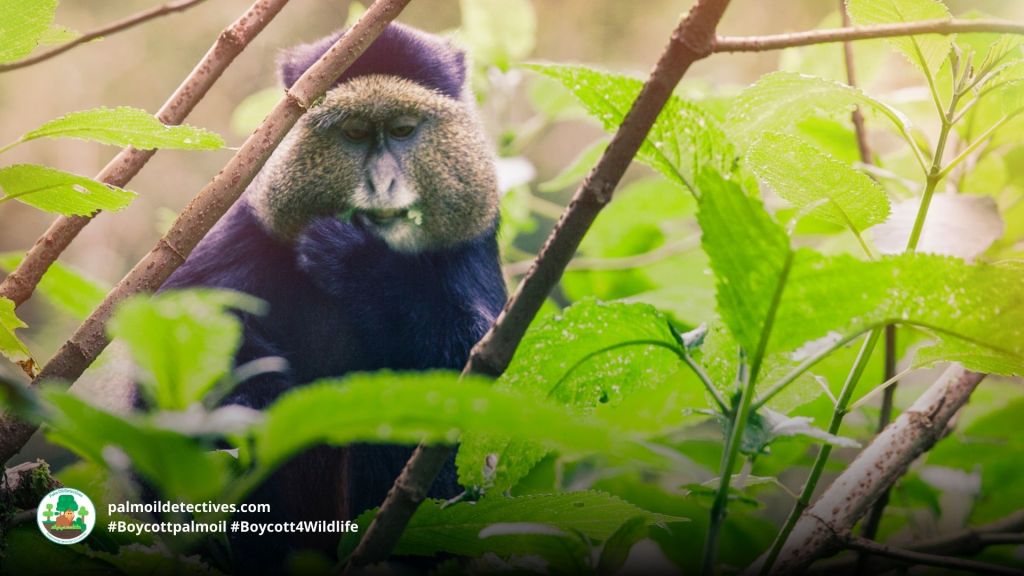 Golden Monkey Cercopithecus mitis kandti