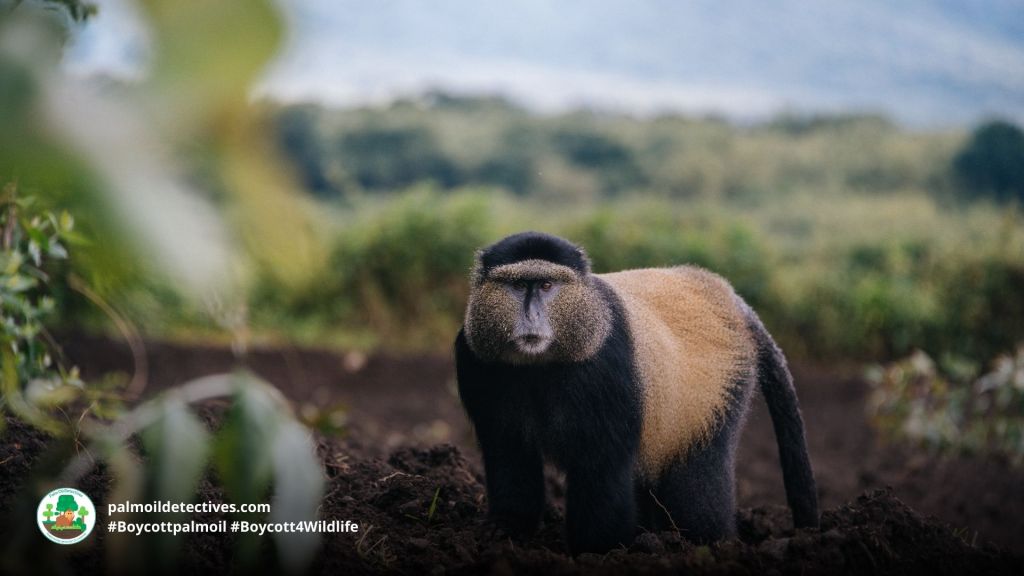 Golden Monkey Cercopithecus mitis kandti