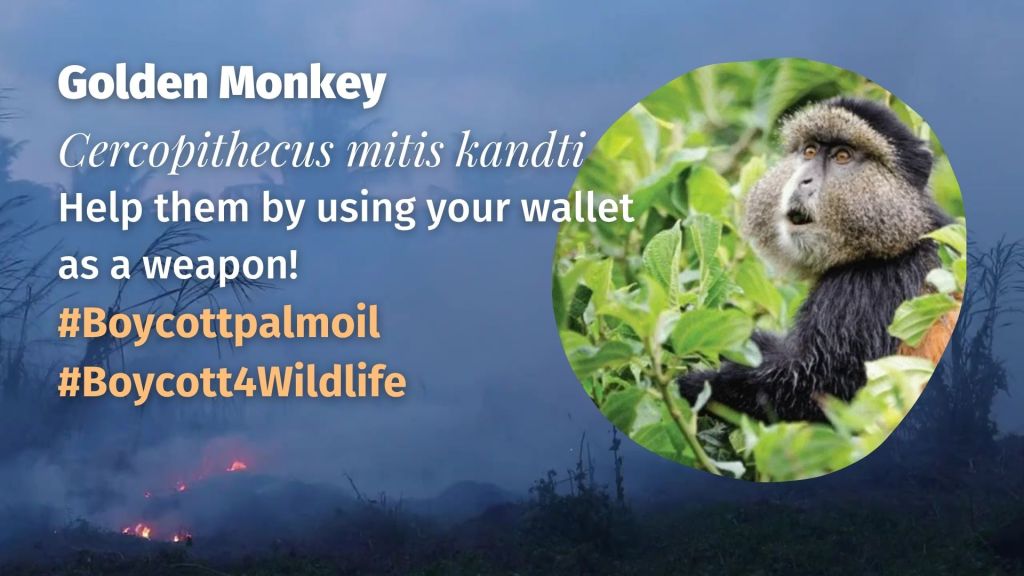 Golden Monkey Cercopithecus mitis kandti boycott palm oil