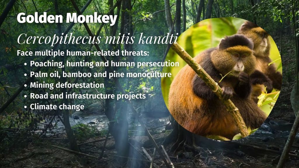 Golden Monkey Cercopithecus mitis kandti threats