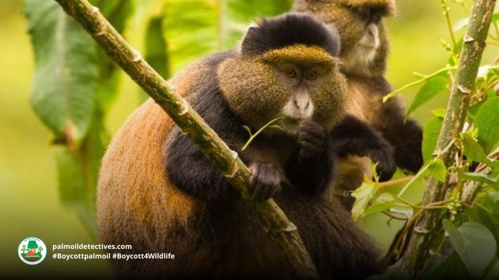 Golden Monkey Cercopithecus mitis kandti