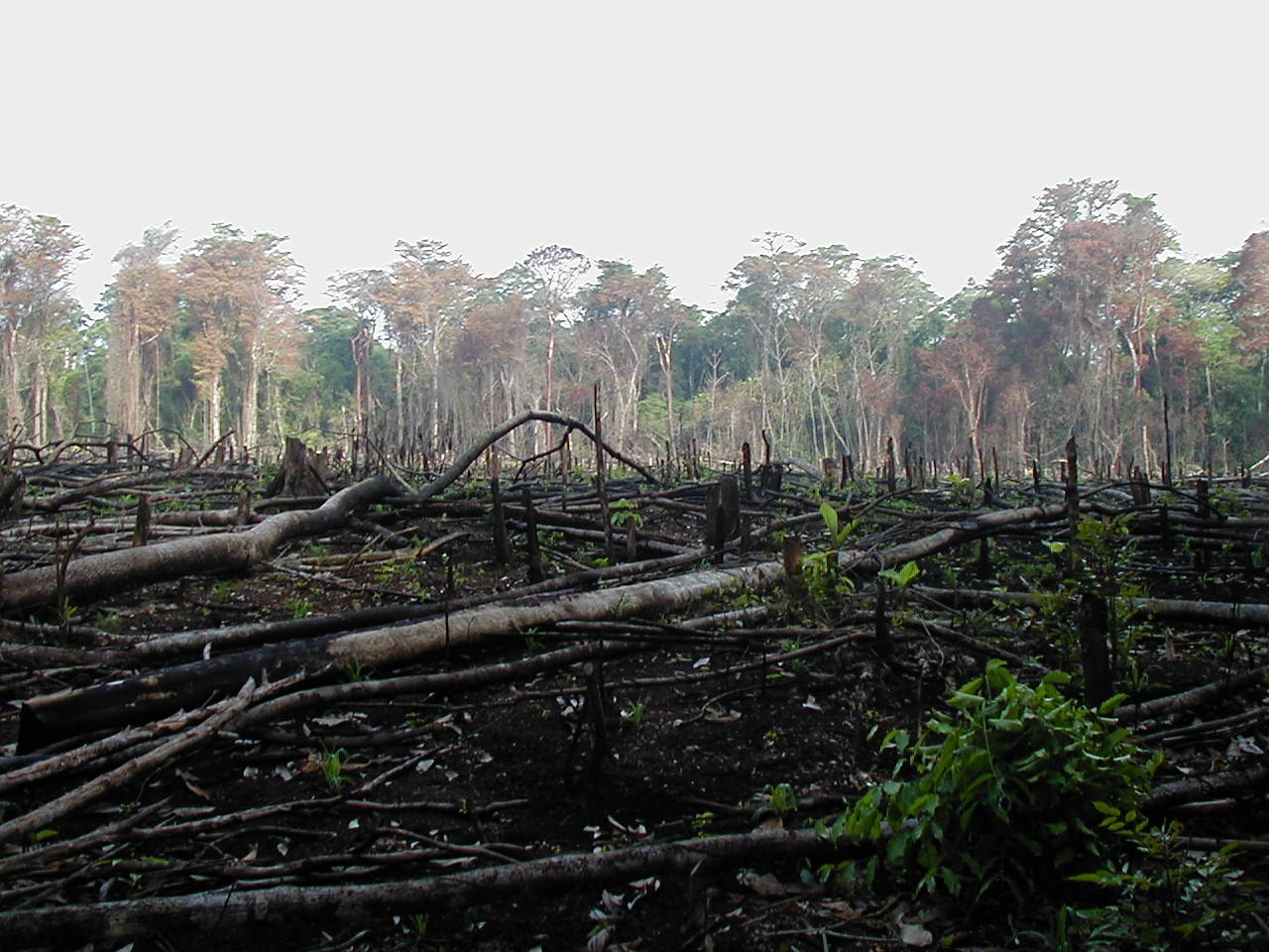 Deforestation in the Democratic Republic of Congo. Photo: Wikipedia.