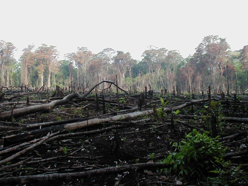 Deforestation in the Democratic Republic of Congo. Photo: Wikipedia.