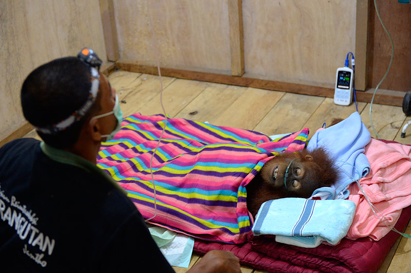 A little female orangutan fights for life after being rescued from an RSPO palm oil plantation. Craig Jones Wildlife Photography