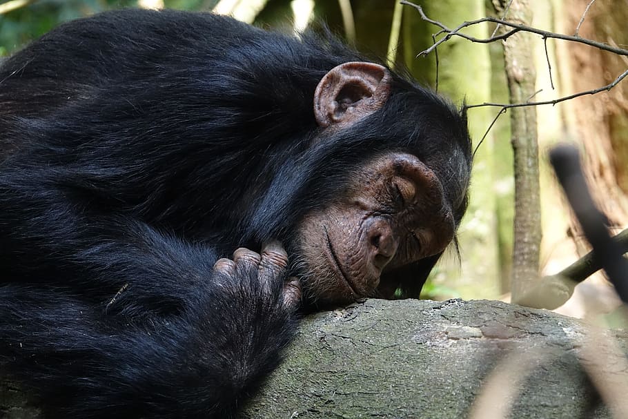 Primatologist Cleve Hicks on Chimpanzee cultures, Palm Oil deforestation in His Own Words