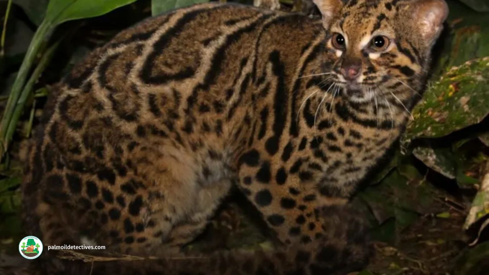 Marbled Cat Pardofelis marmorata