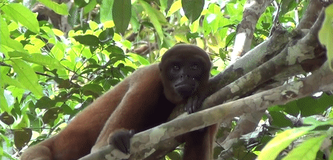 Peruvian Yellow-tailed Woolly Monkey Lagothrix flavicauda