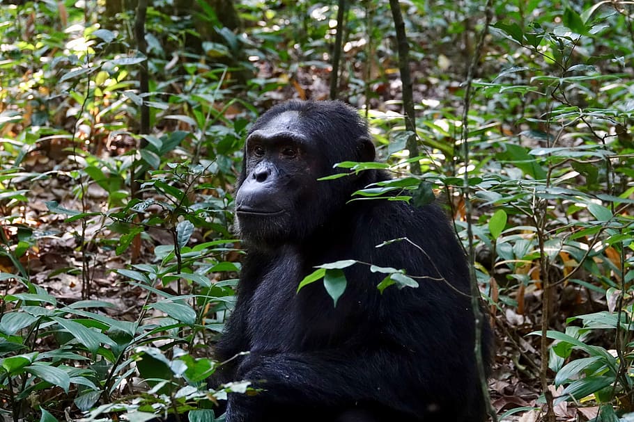 Why it matters that we protect Africa's unique rainforests Palm Oil Detectives
