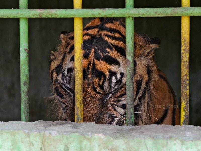 Conservation activists suing Indonesian zoo could inspire global action on endangered species&nbsp;trade