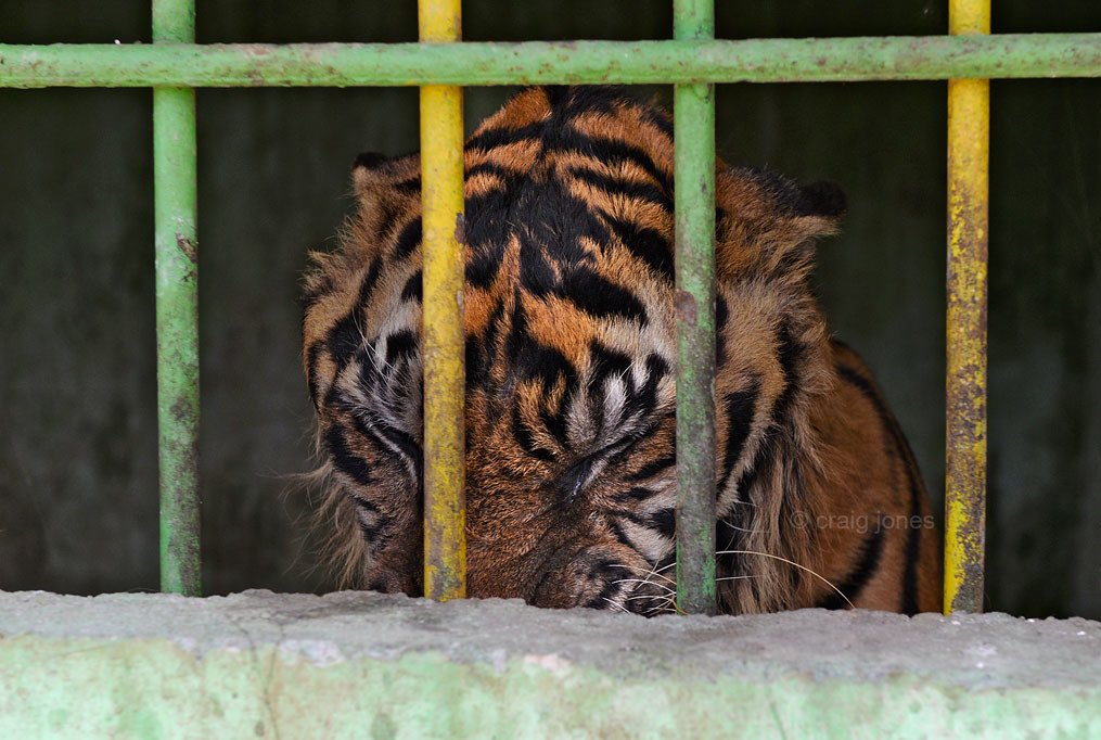 A Sumatran tiger help in a tiny cage struggles to stay alive. Craig Jones Wildlife photography