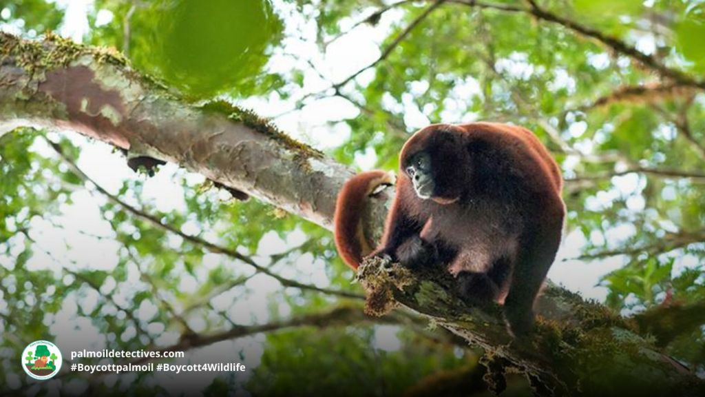 Yellow-tailed Woolly Monkey Lagothrix flavicauda - South America