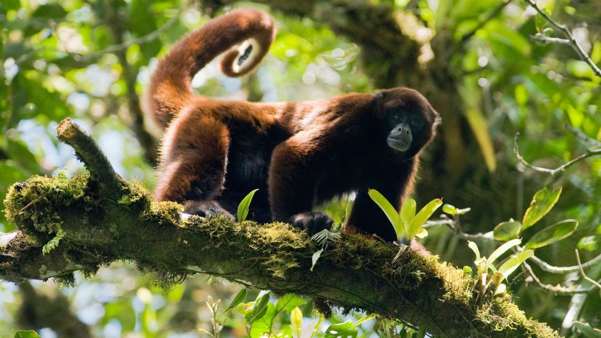 Yellow-tailed Woolly Monkey Lagothrix&nbsp;flavicauda