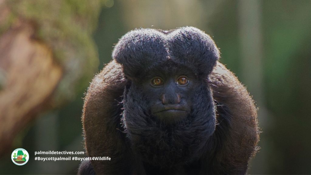 Black Bearded Saki Chiropotes satanas close up 