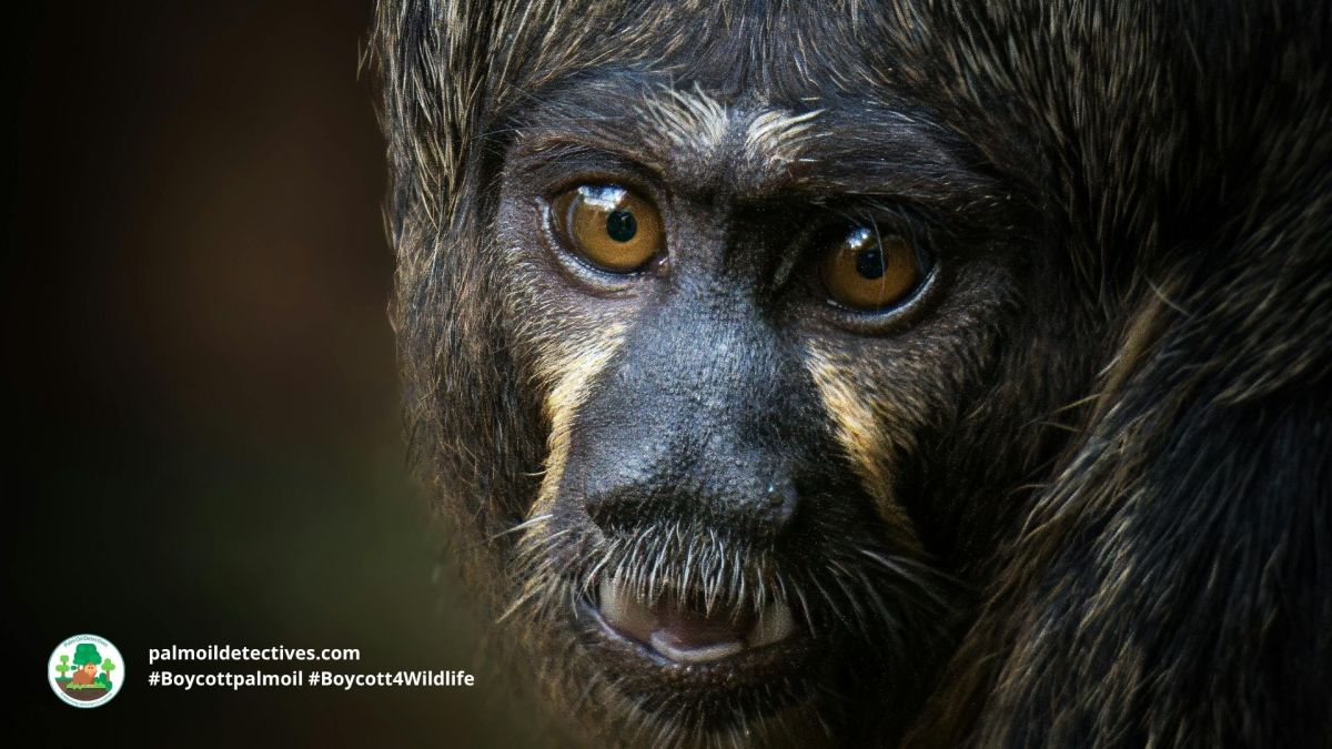 Black Bearded Saki Chiropotes&nbsp;satanas